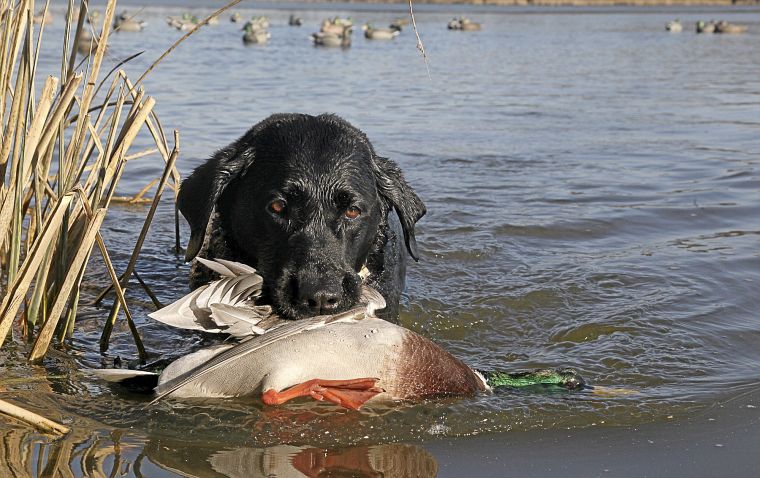 black belt retrievers